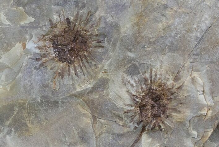 Fossil Sycamore Seed Balls From Montana - Paleocene #35728